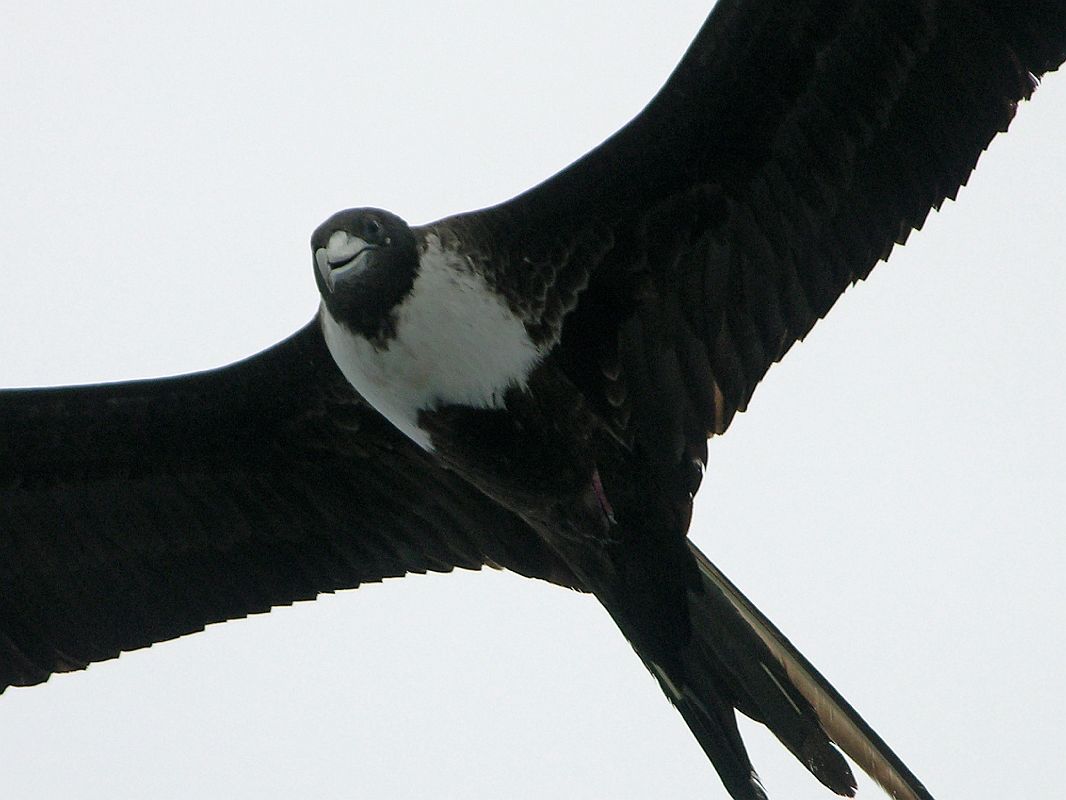 Galapagos 4-2-06 Floreana Post Office Bay Female Magnificent Frigatebird